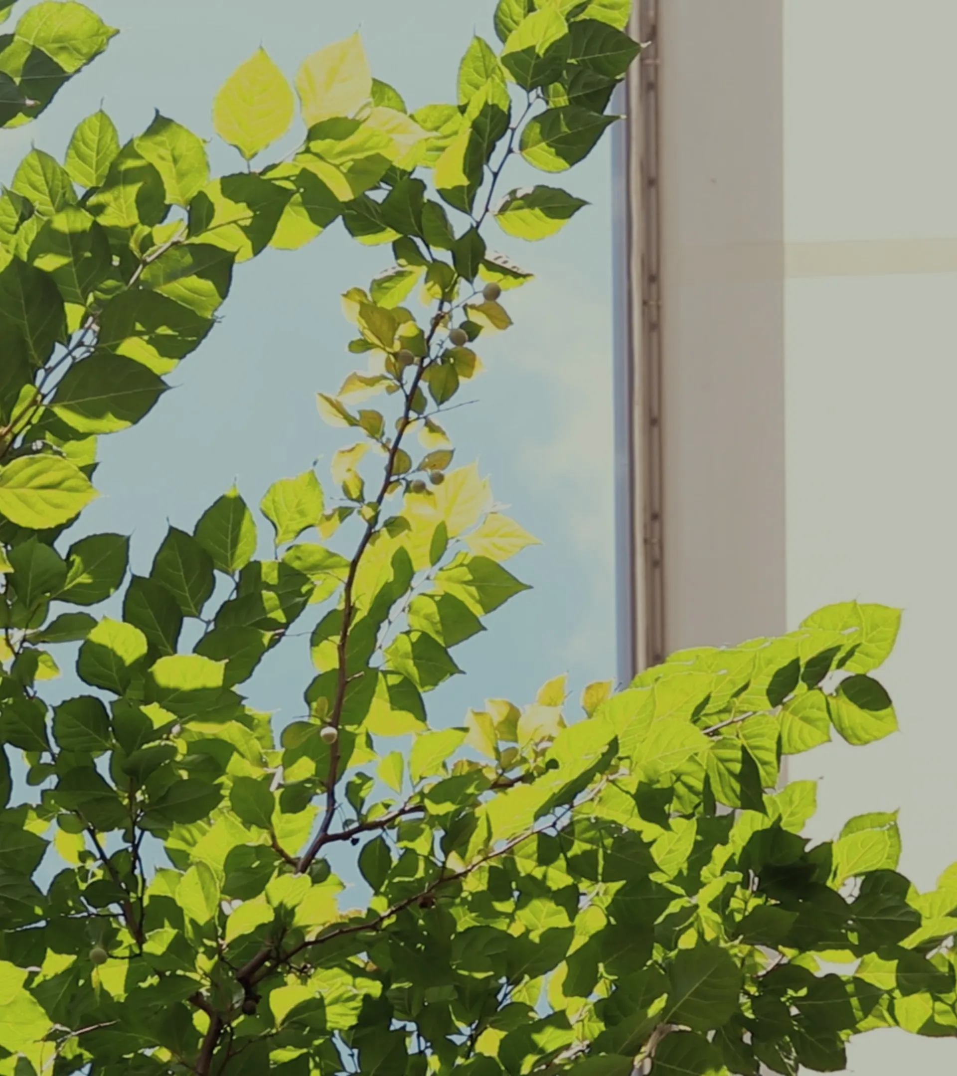 一般のお客様はこちら